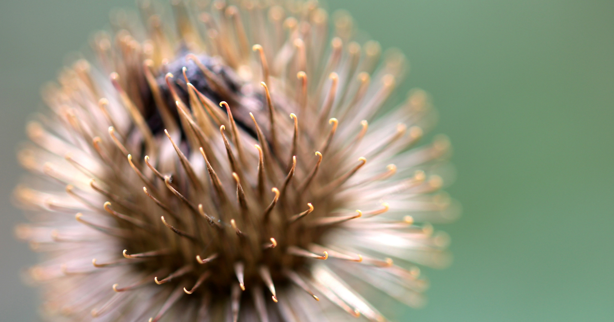 Eine Distel