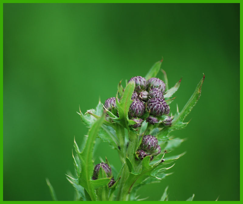 Eine Distel