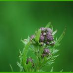 Eine Distel