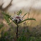 eine Distel