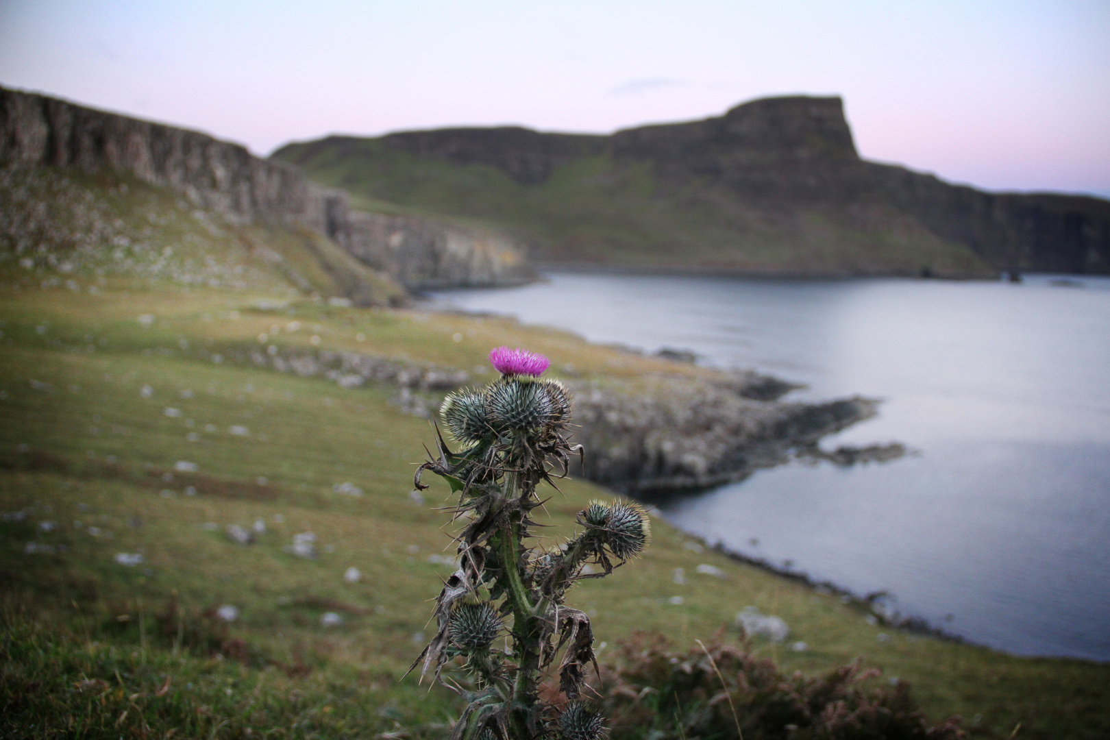 Eine Distel für Schottland