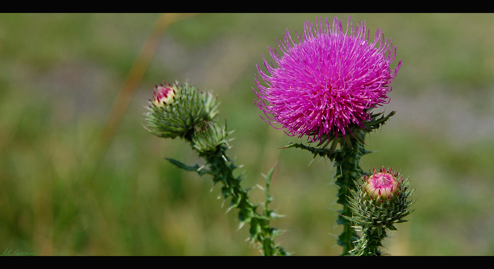 Eine Distel I