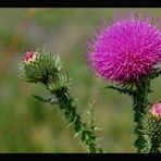 Eine Distel I