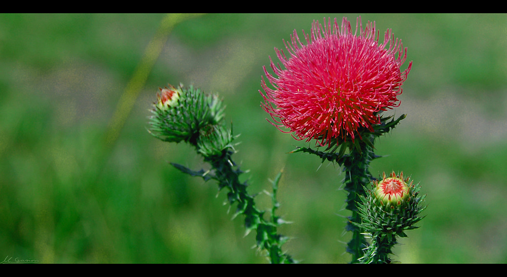 Eine Distel II