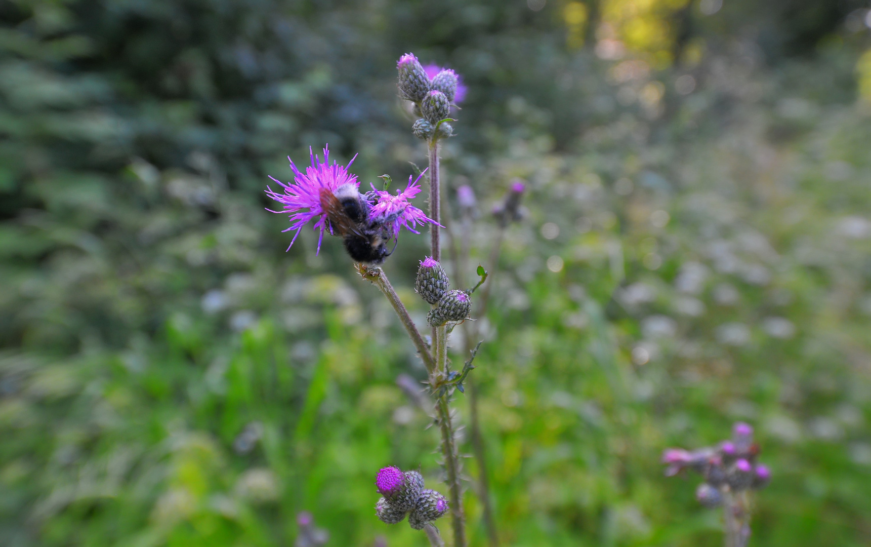 eine Distel im Wald