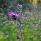 eine Distel im Wald