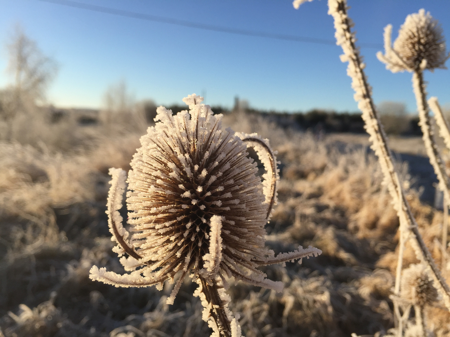 Eine Distel im Winter mit Reif