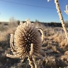 Eine Distel im Winter mit Reif