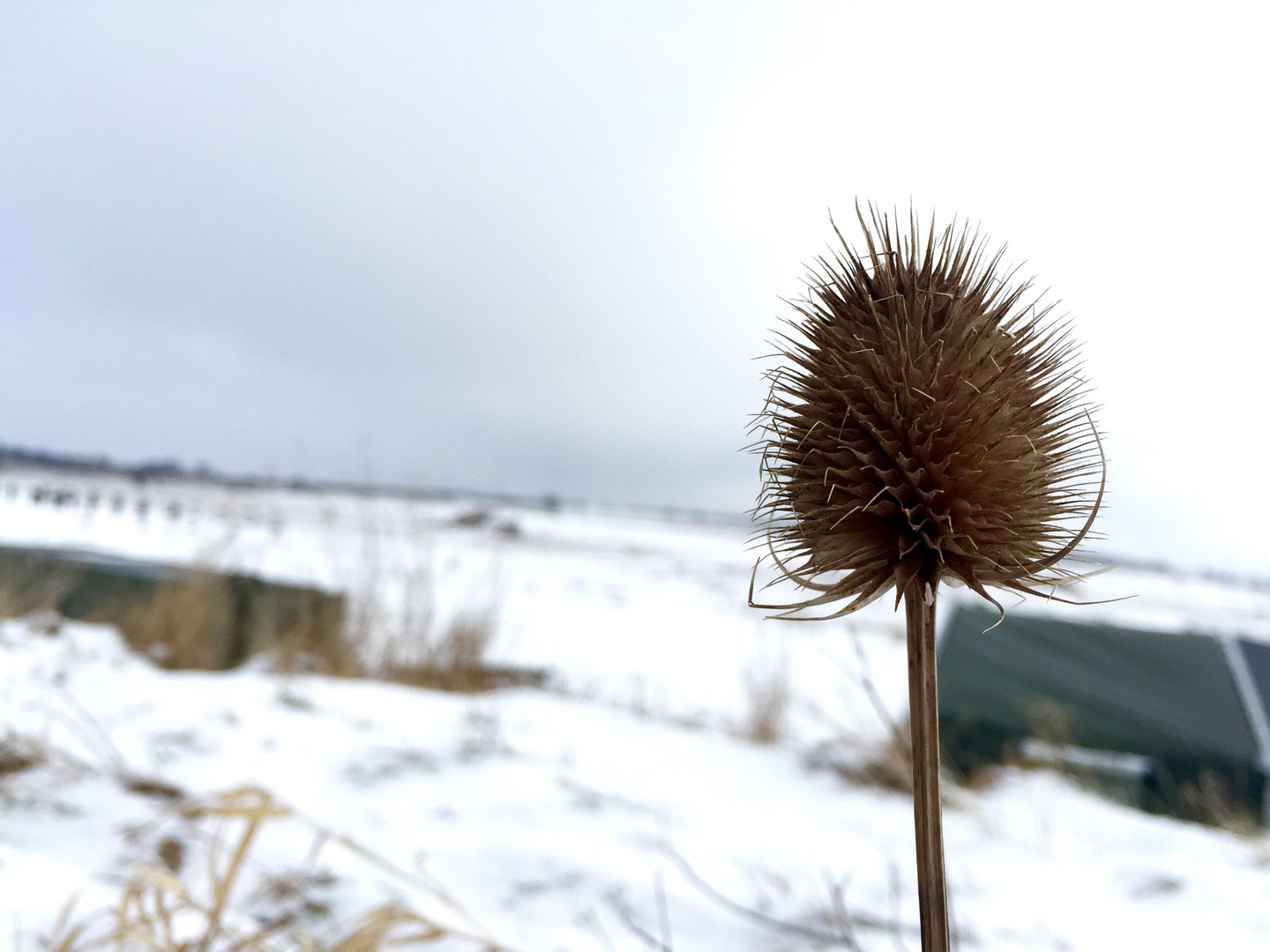 Eine Distel im Winter ohne Reif