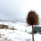 Eine Distel im Winter ohne Reif