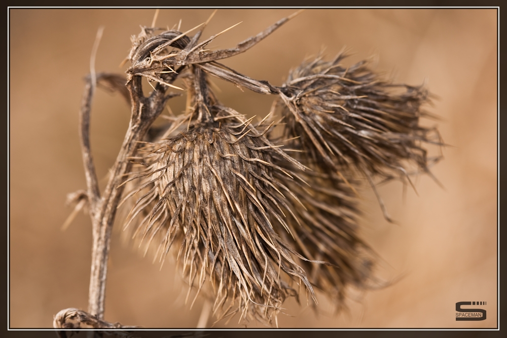 Eine Distel in Ihrem Winterkleid