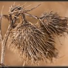 Eine Distel in Ihrem Winterkleid