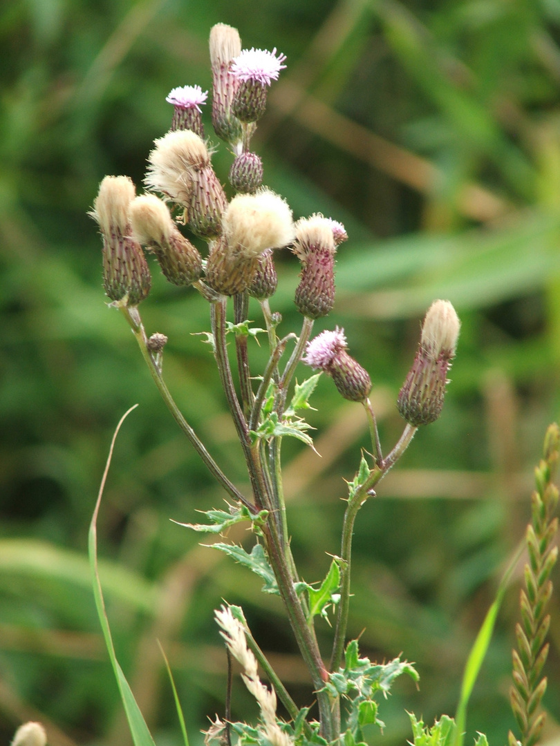 Eine Distel steht selten alleine