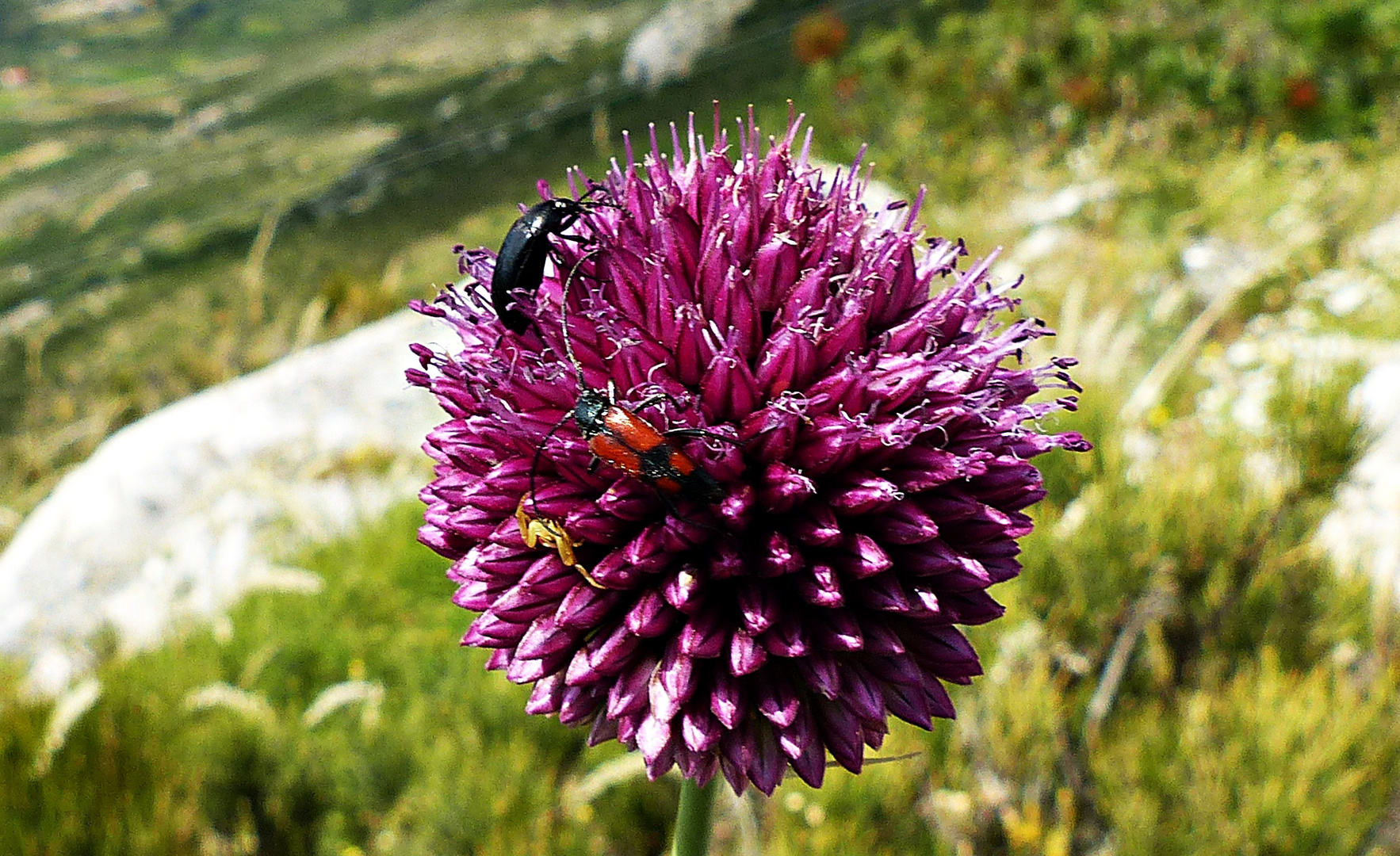 Eine Distel vom Balkan