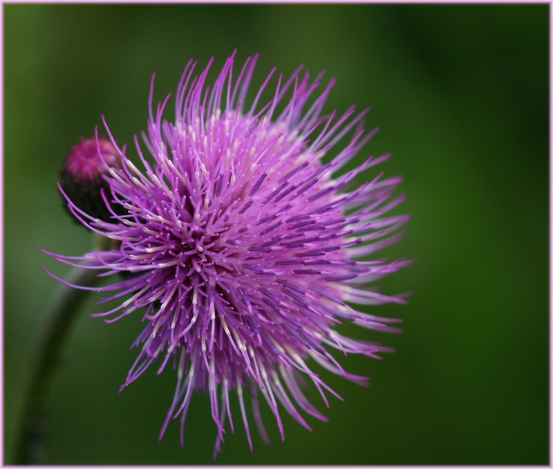 Eine Distelblüte...