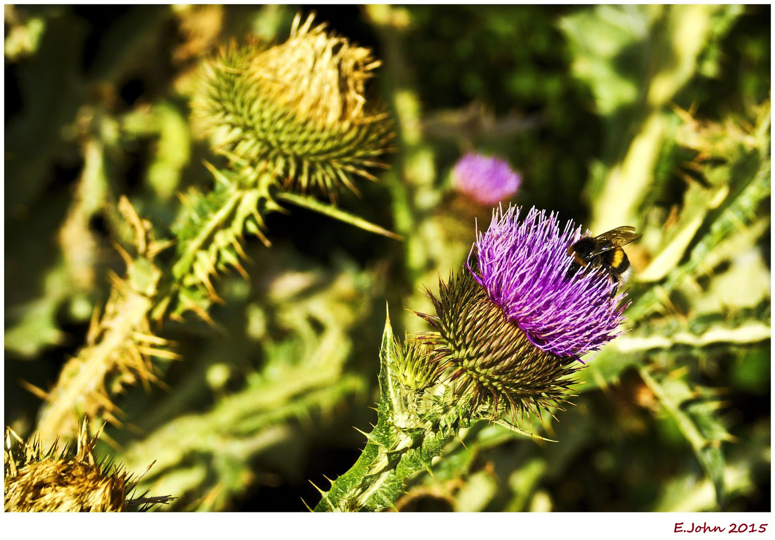 Eine Distelblüte und Hummel