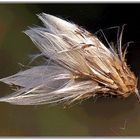 eine Distel...im starken Wind