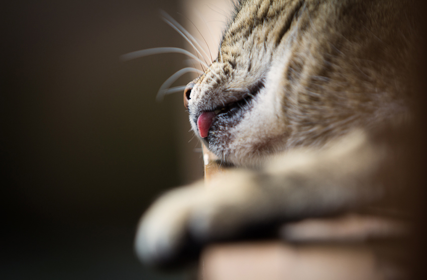 Eine dösende Katze ist das Abbild perfekter Seligkeit.