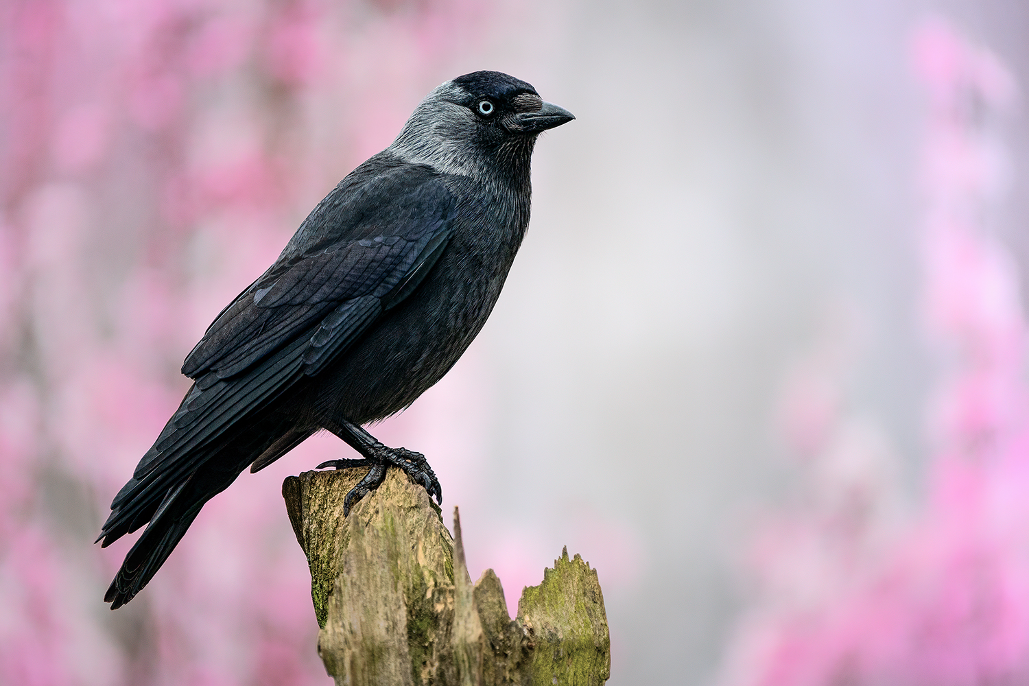 Eine Dohle, Foto & Bild tiere, wildlife, wild lebende vögel Bilder auf