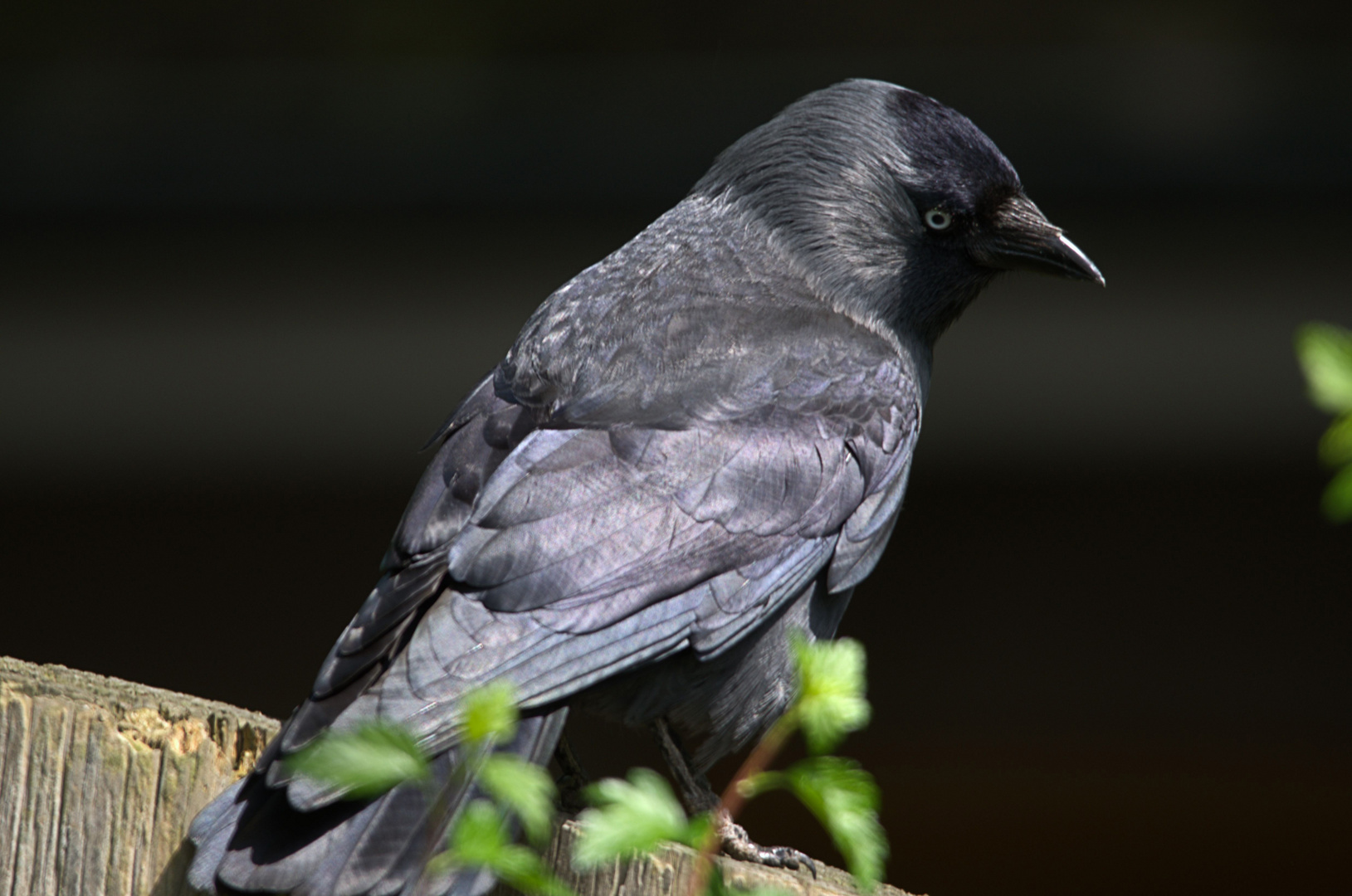 ***Eine Dohle*** Foto & Bild tiere, wildlife, wild lebende vögel Bilder auf
