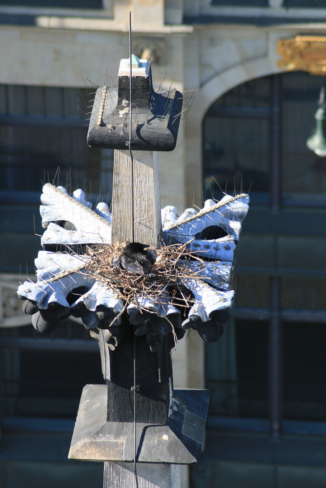 Eine Dohle auf der Thomaskirche