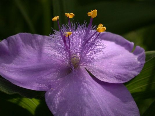 Eine Dreimasterblume aus unserem Garten