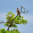 Eine Drossel in der Nachbarschaft