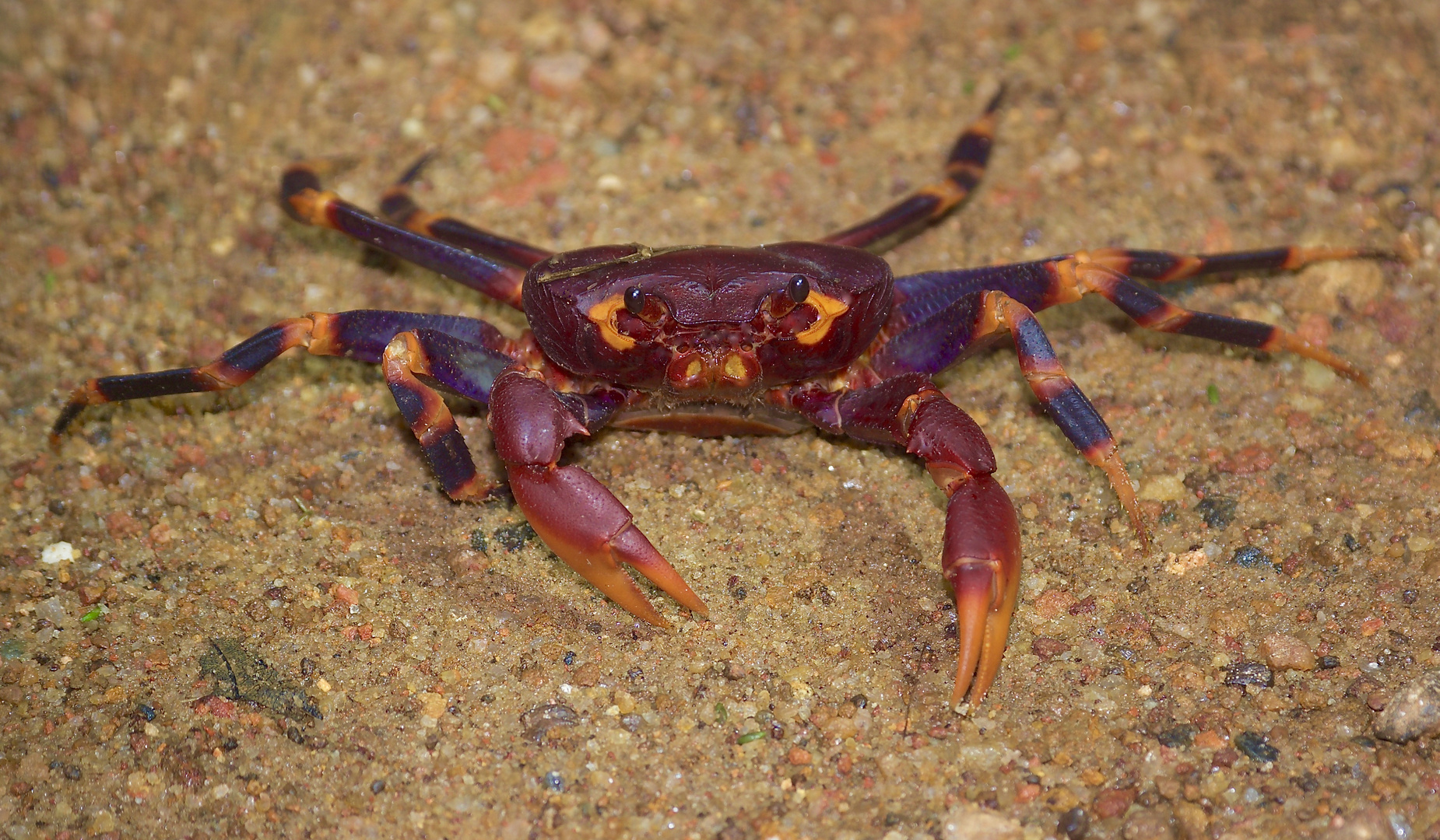 Eine Dschungel-Krabbe aus dem Bergregenwald von Sri Lanka