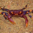 Eine Dschungel-Krabbe aus dem Bergregenwald von Sri Lanka