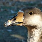 Eine Düsseldorfer Gans