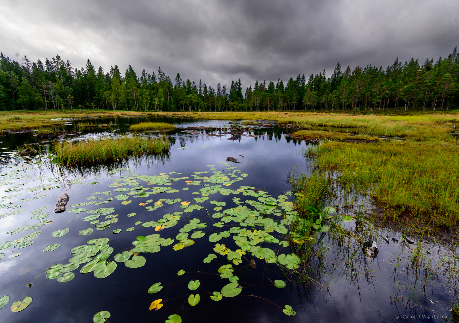 Eine düstere Moorlandschaft 