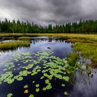 Eine düstere Moorlandschaft 