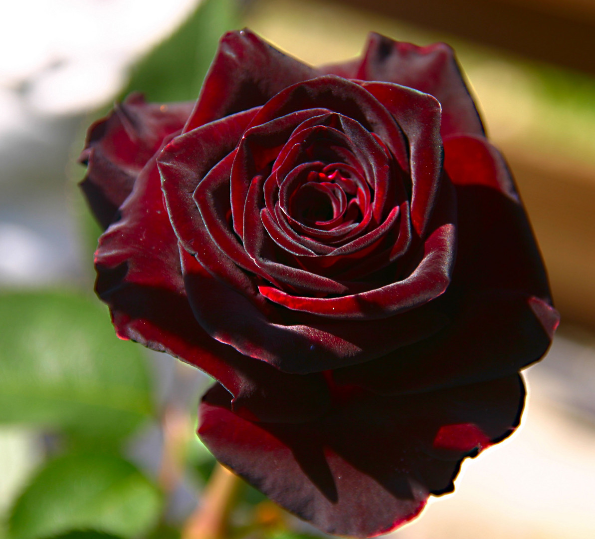 Eine dunkel Rote Rose