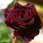 Eine dunkel Rote Rose