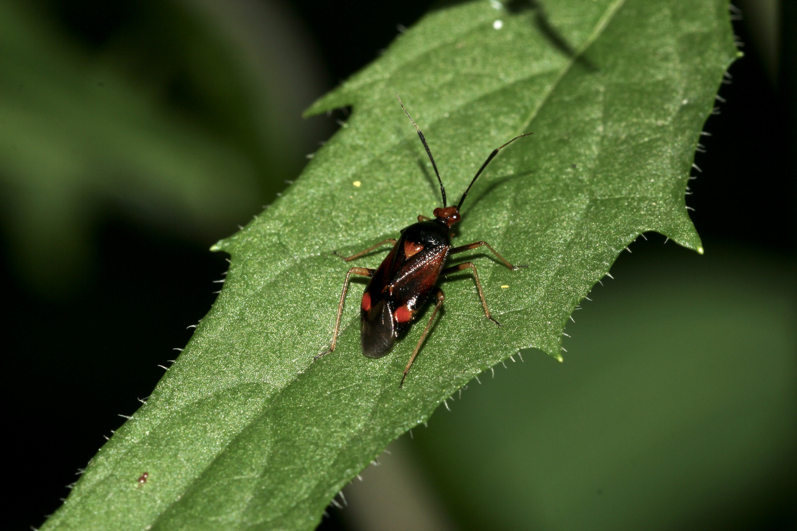 Eine dunkle Form (Farbmorphe) der Weichwanze (Fam. Miridae) DERAEOCORIS RUBER 