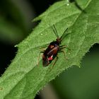 Eine dunkle Form (Farbmorphe) der Weichwanze (Fam. Miridae) DERAEOCORIS RUBER 