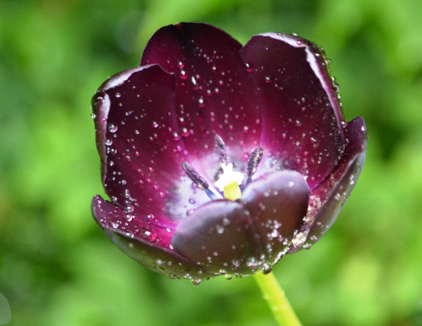 Eine dunkle Tulpe nach dem leichten Regen