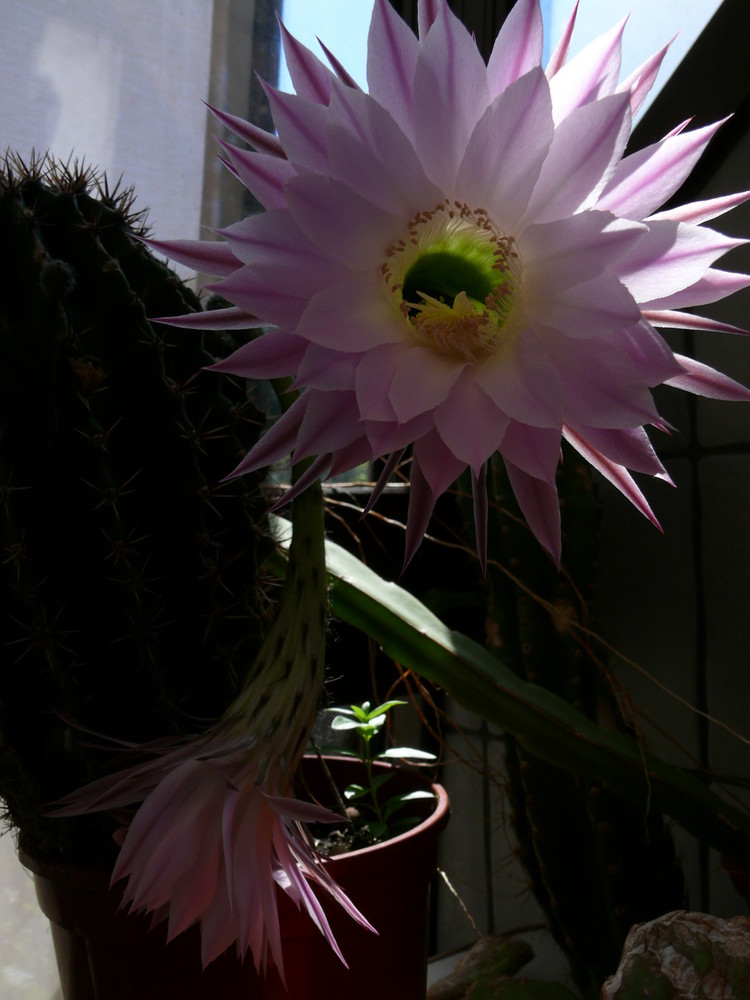 Eine Echinopsis decaisneana ?