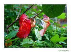 eine echte Berliner Pflanze im Herbst