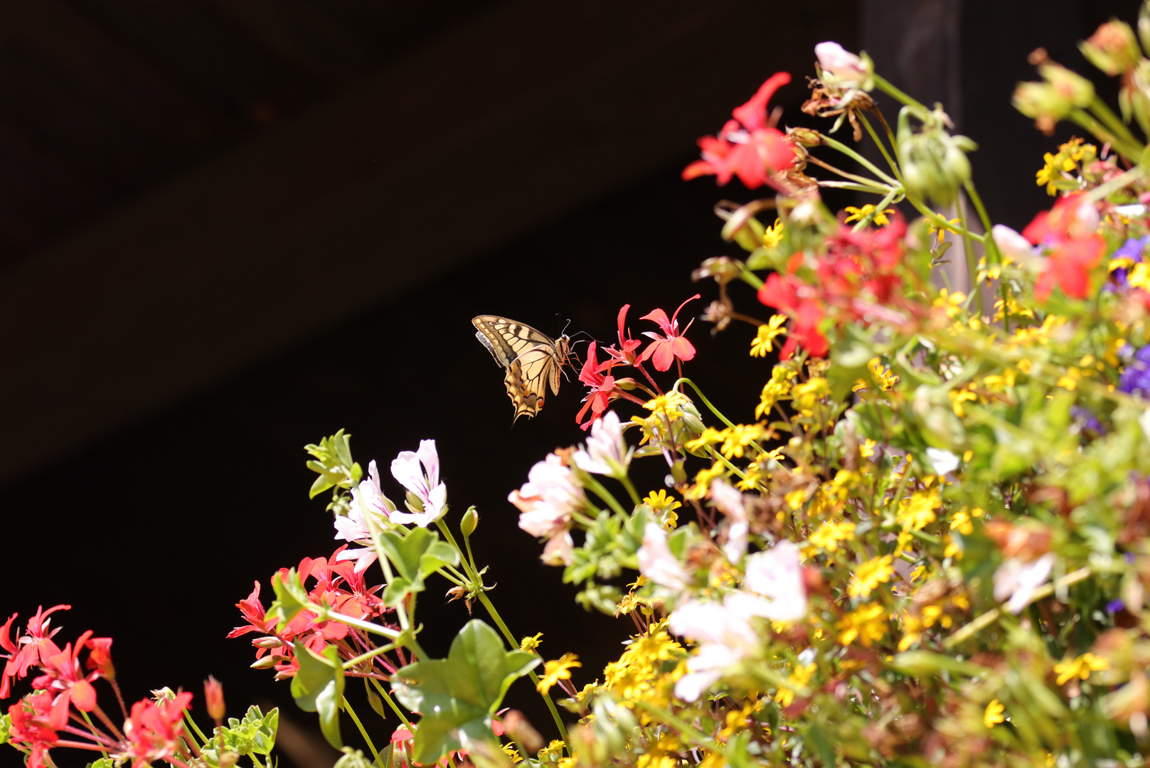 Eine "echte" Blüte erwischt!