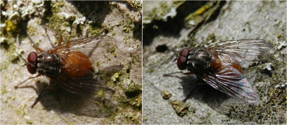 Eine echte Fliege (Phaonia rufiventris)