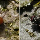 Eine echte Fliege (Phaonia rufiventris)