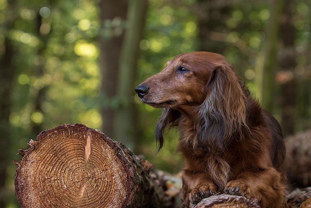 Eine echte Herausforderung Foto & Bild teckel Bilder auf Eine echte Herausforderung Foto & Bild teckel Bilder auf