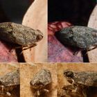 Eine Echte Käferzikade (Issus coleoptratus) im Oktober & November