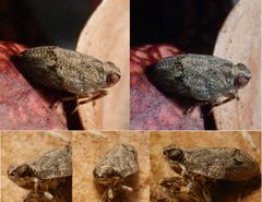 Eine Echte Käferzikade (Issus coleoptratus) im Oktober & November