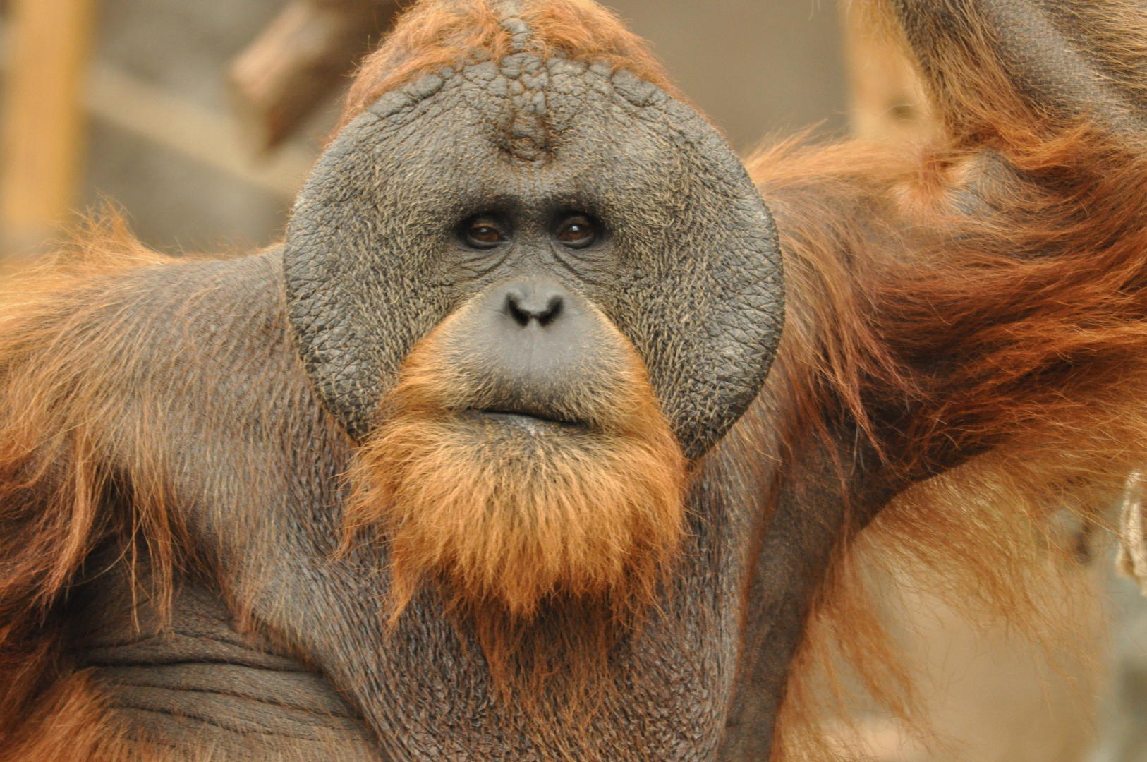 eine echte Persönlichkeit bei Hagenbeck