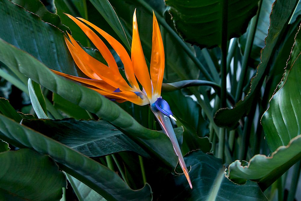 Eine echte Schönheit. Gesehen im Palmengarten Ffm