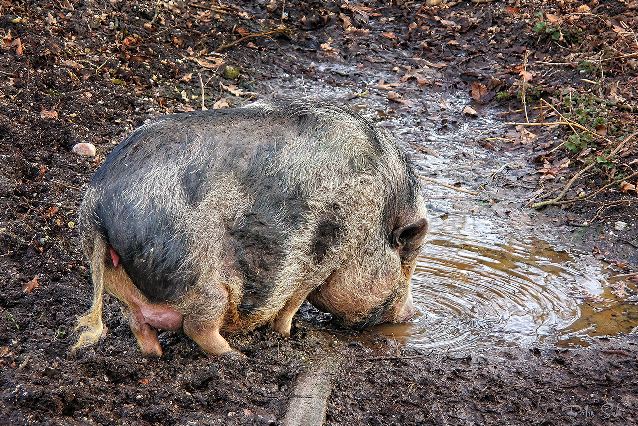 Eine echte Schweinerei 