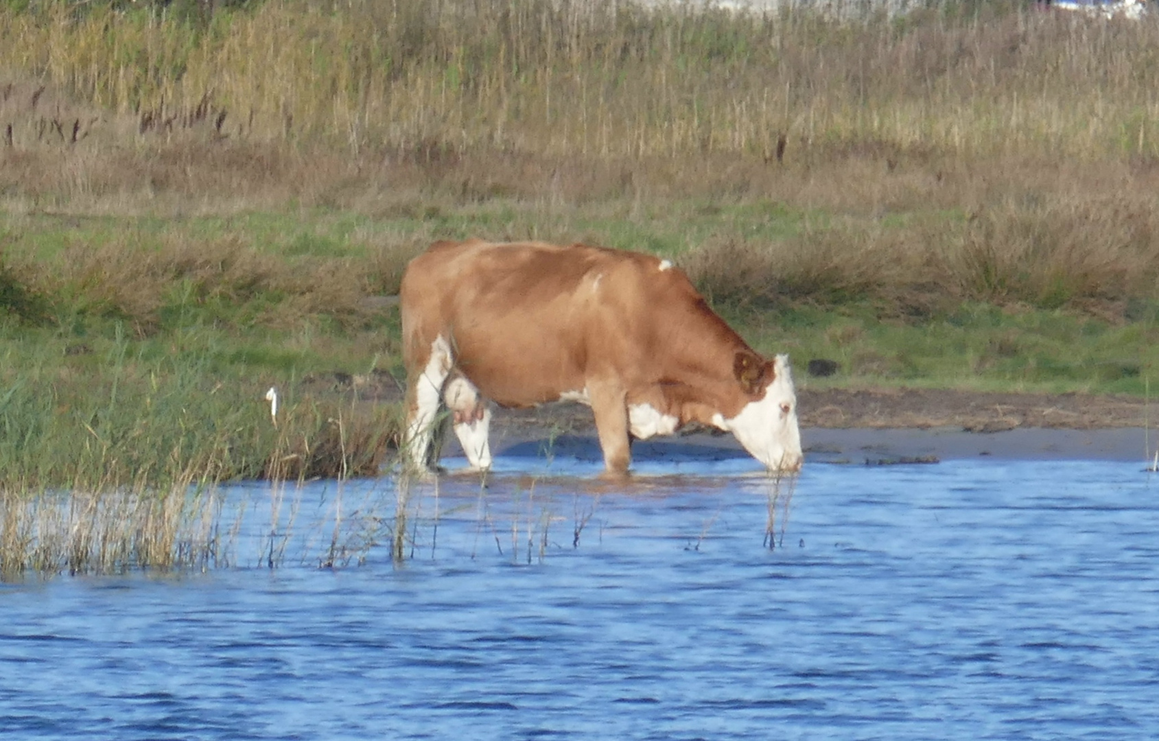 Eine echte "Seekuh"