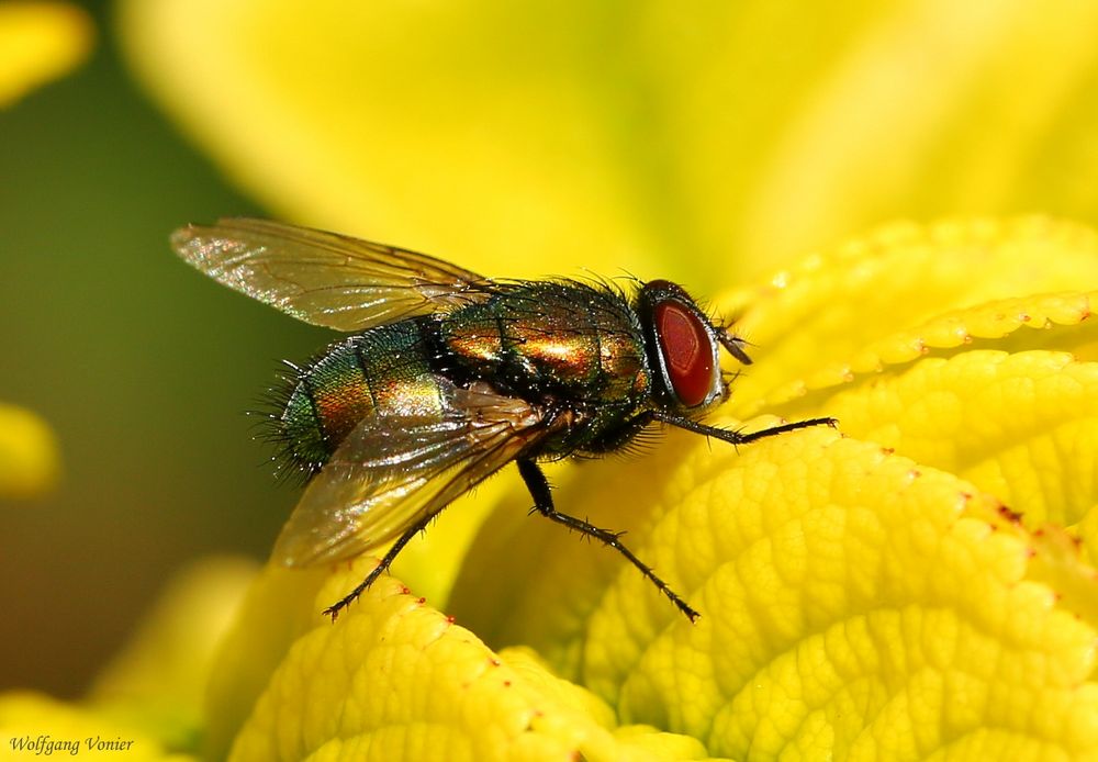Eine "echte"Fliege - Neomyia cornicina